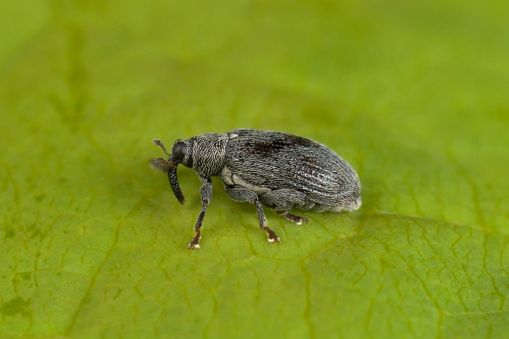 Orchestes calceatus. Владимиров Николай