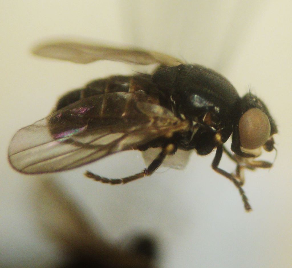 Lasiambia palposa. Константин