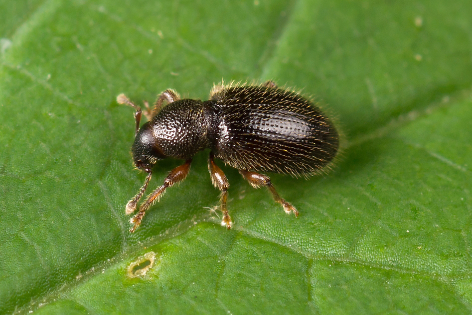 Barypeithes pellucidus. Владимиров Николай