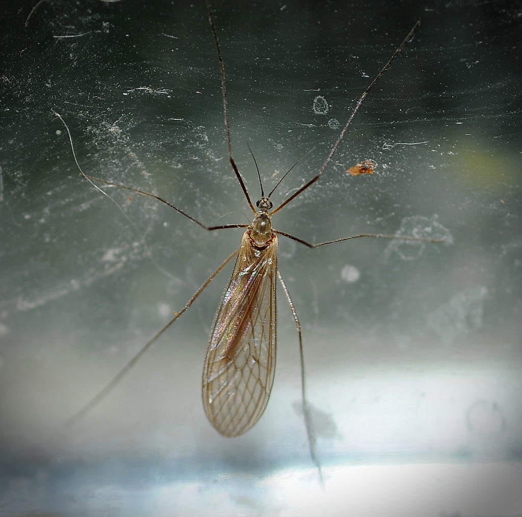 Trichocera annulata. Захаринский А.Ю.