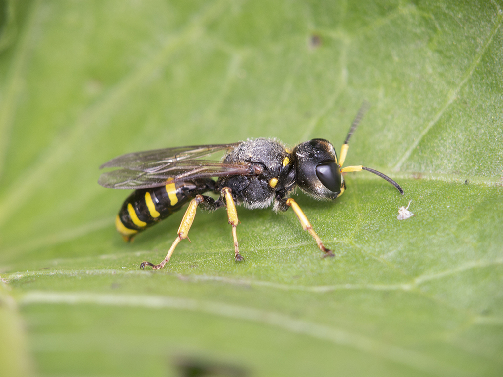 Ectemnius cephalotes. Провидухин Роман