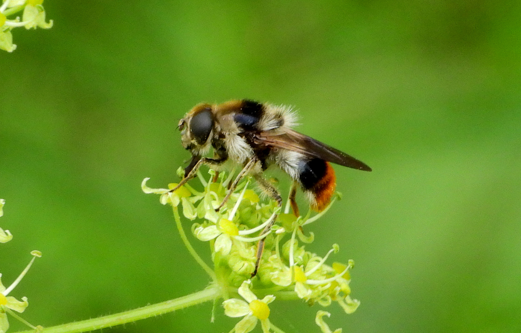 Журчалка украшенная. Serych