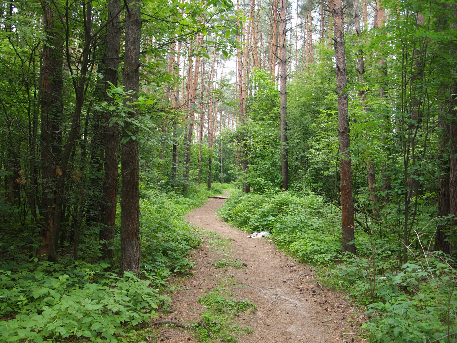 Сосняки