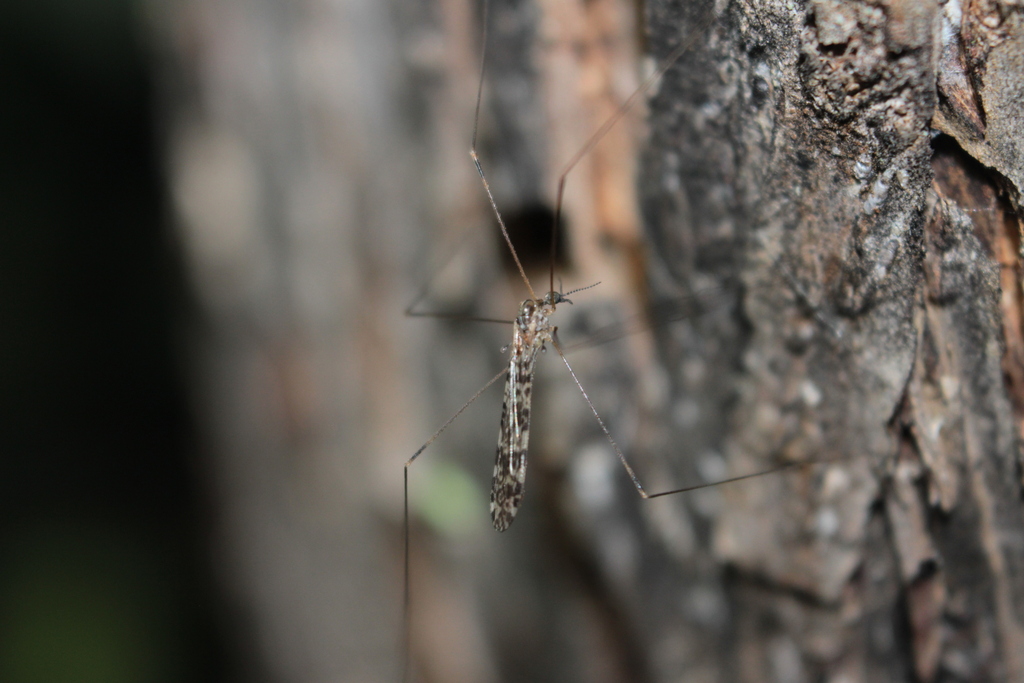 Discobola annulata. Темес А.А. (CC-BY-NC)