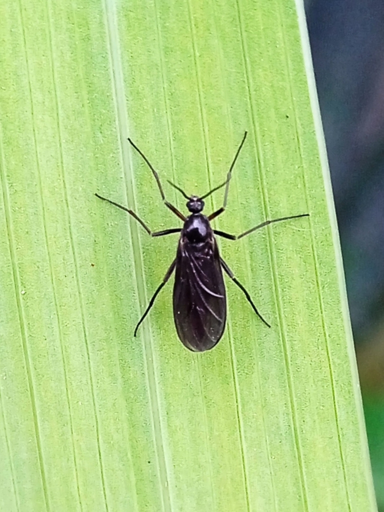 Sciara hemerobioides. Садыкова Мария