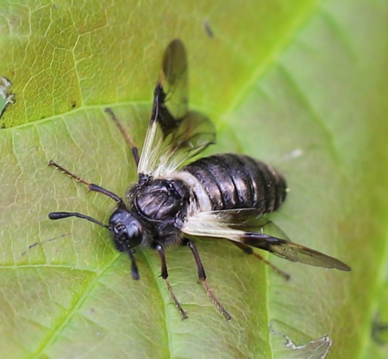 Abia fasciata. Рыжков Олег (CC-BY-NC)