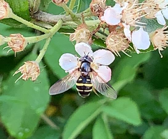 Dasysyrphus tricinctus. fepsik