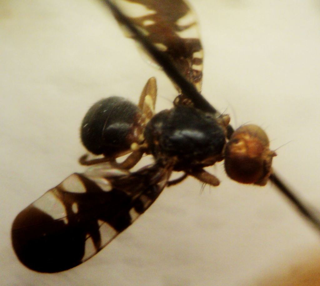 Euleia rotundiventris. Константин