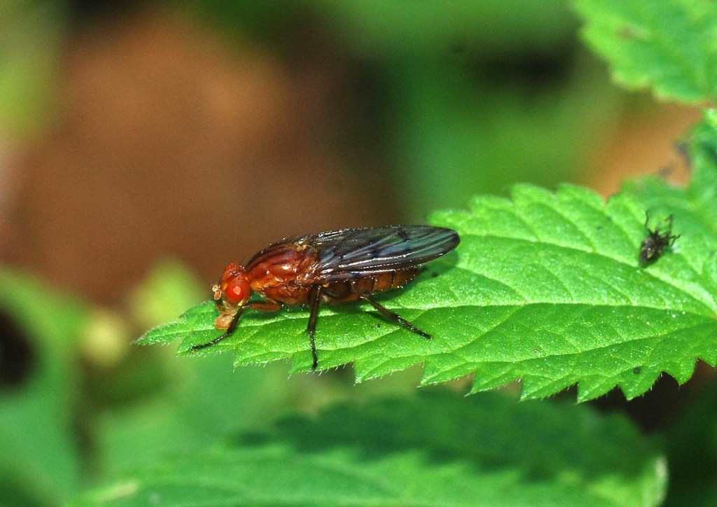 Dryomyza anilis. Ярова Елена
