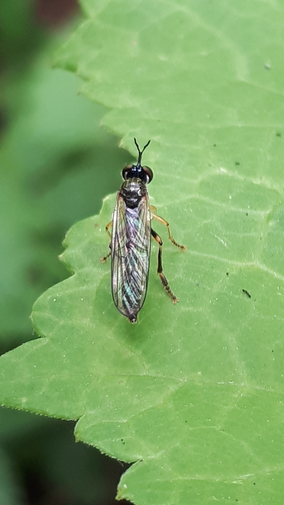 Dioctria linearis. Кандина А.В.