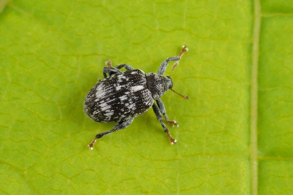 Orchestes rusci. Владимиров Николай