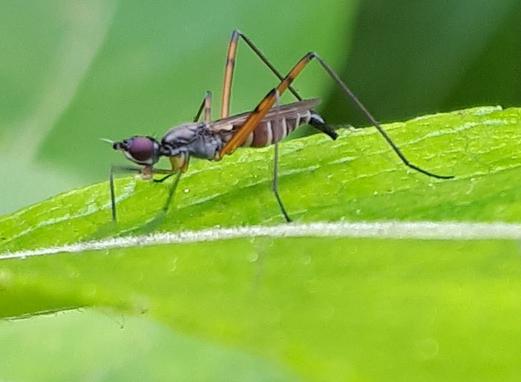 Micropeza corrigiolata. Кандина А.В.