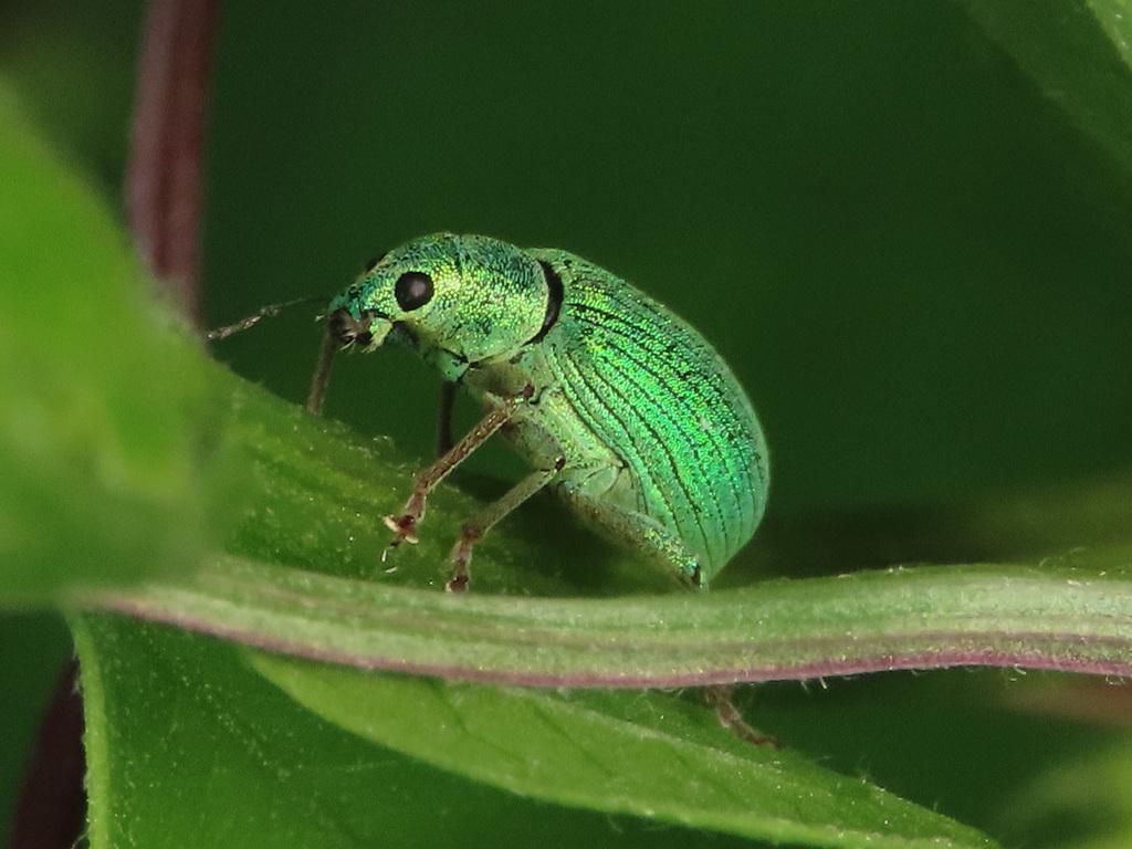Polydrusus formosus. Матершев Иван