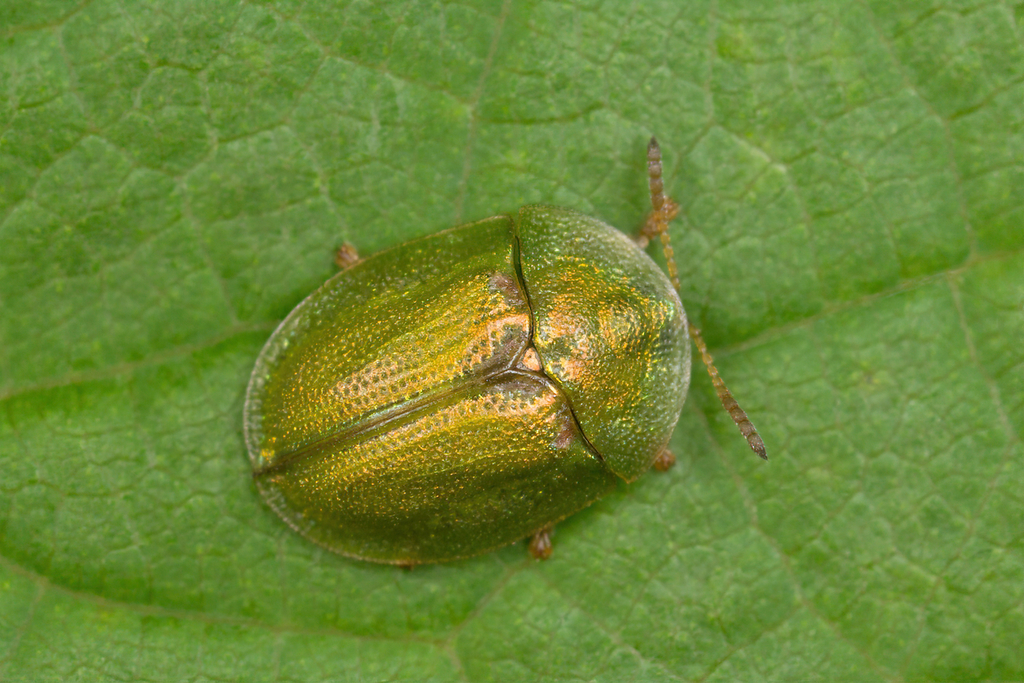 Cassida prasina. Владимиров Николай