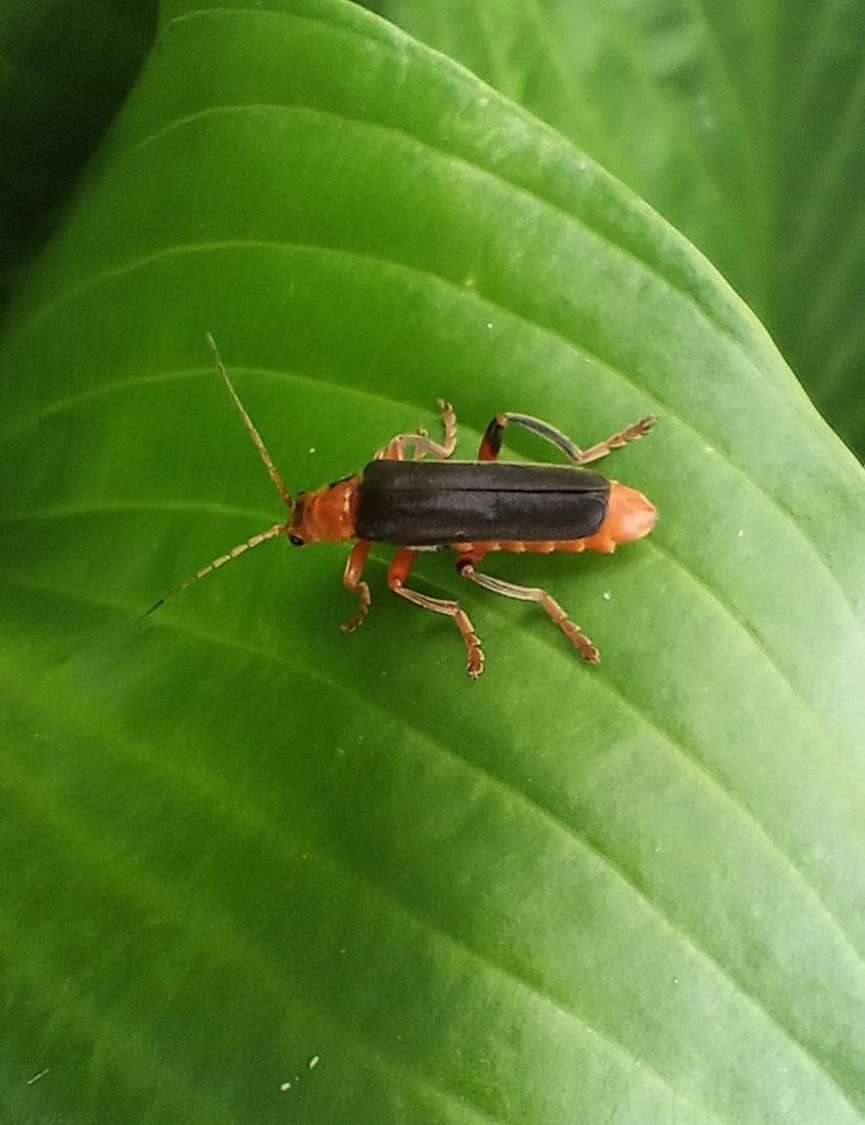Мягкотелка цветочная. Сорокин Илья