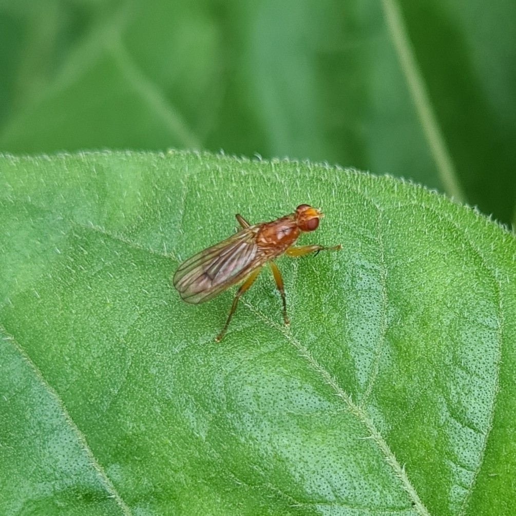 Norellisoma spinimanum. Тарбеева М.