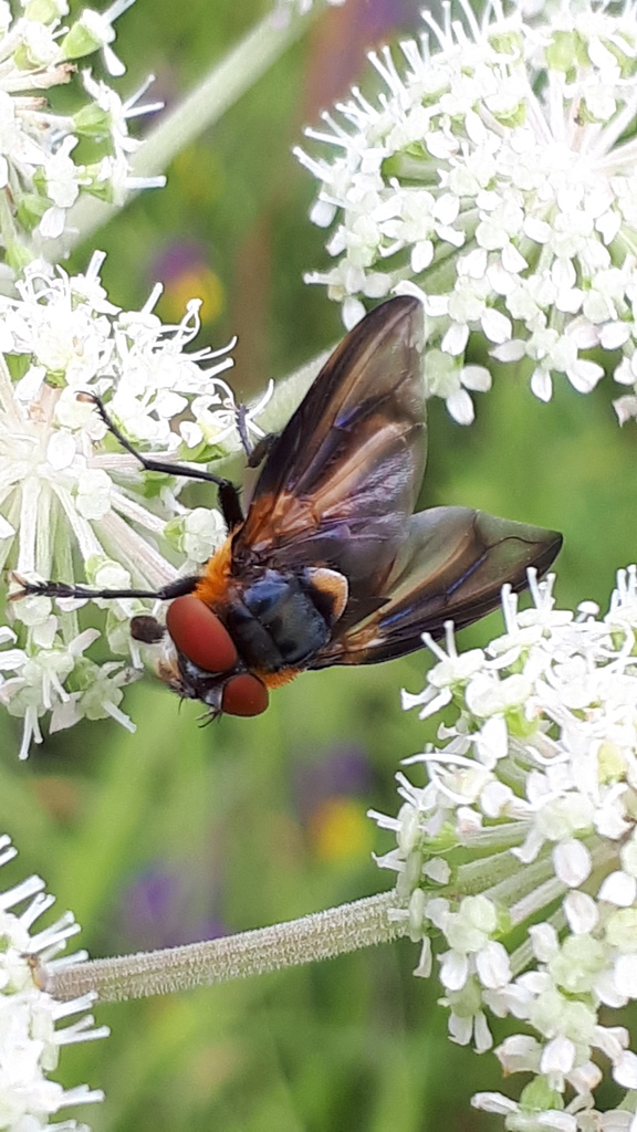 Phasia hemiptera. Кандина А.В.