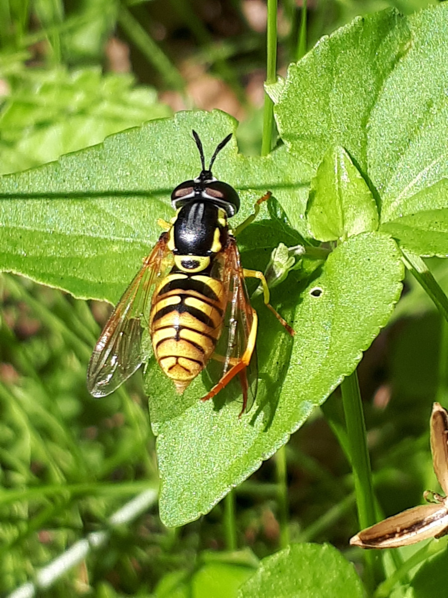 Chrysotoxum verralli. Кандина А.В.