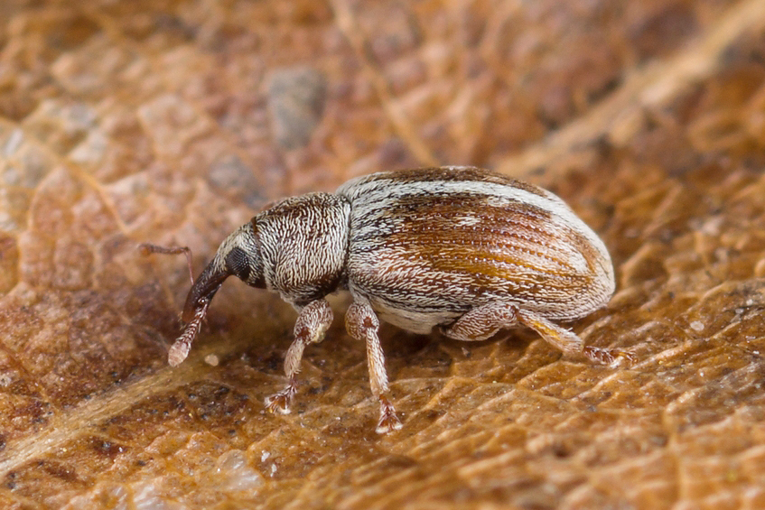 Ellescus scanicus. Владимиров Николай
