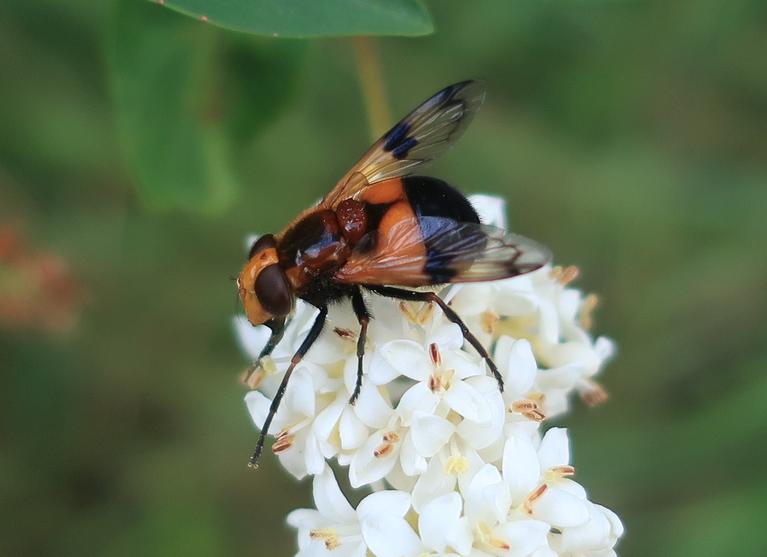 Volucella inflata. Шарапов М. (CC-BY-NC)