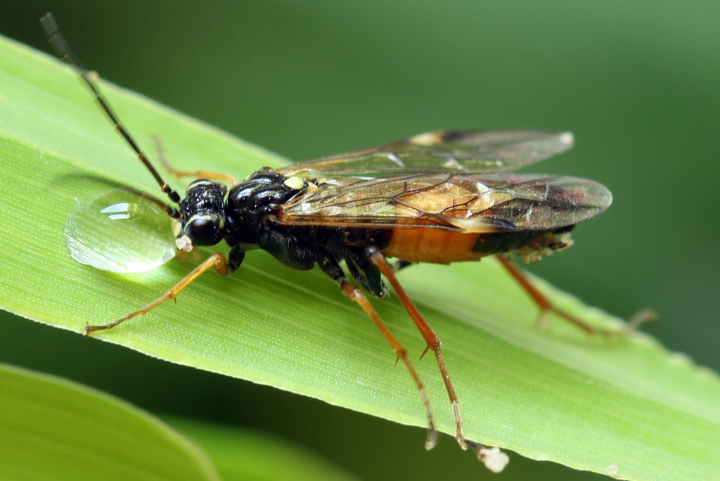 Tenthredopsis friesei. Пономарёв Андрей