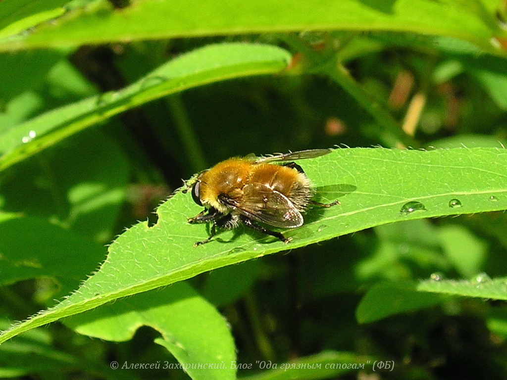 Mallota megilliformis. Захаринский А.Ю.