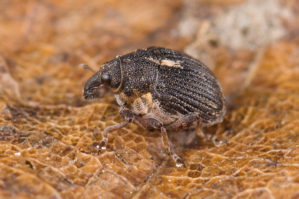 Rhinoncus leucostigma. Владимиров Николай
