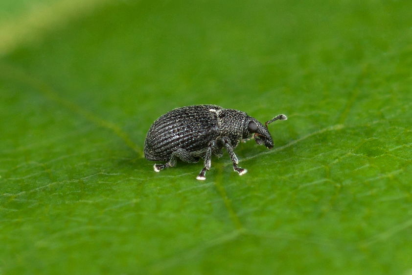 Anoplus plantaris. Владимиров Николай