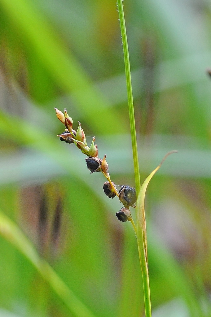 Anthracoidea pilosae. Захаринский А.Ю.