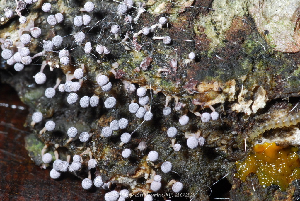 Nannengaella globulifera. Захаринский А.Ю.