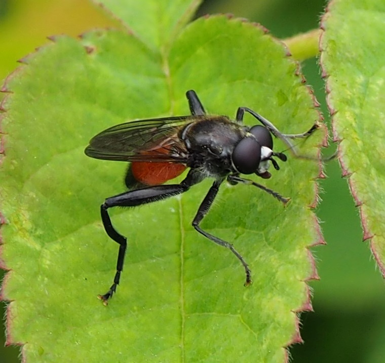 Brachypalpoides lentus. Данилин Андрей