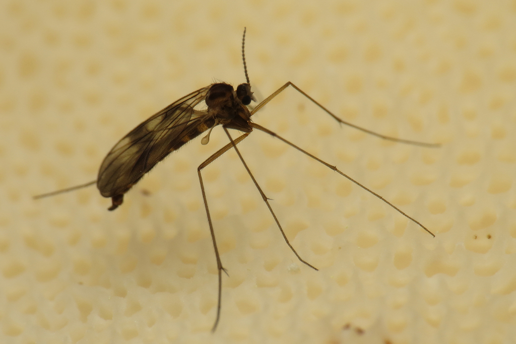 Ditomyia fasciata. Гаврюшин Дмитрий