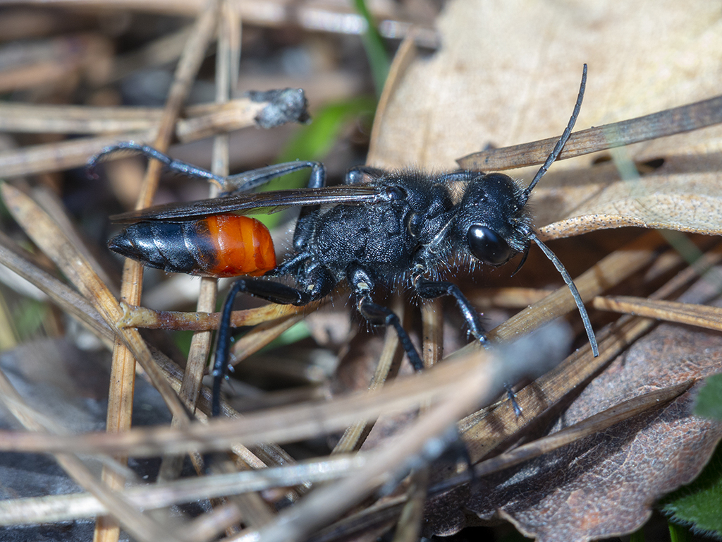 Podalonia hirsuta. Провидухин Роман