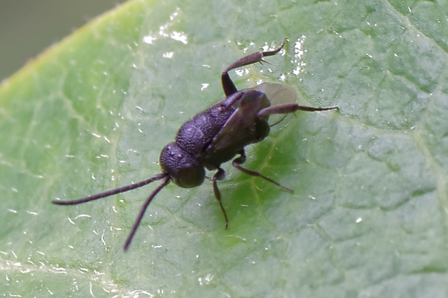 Brachygaster minutus. Bernard Noguès