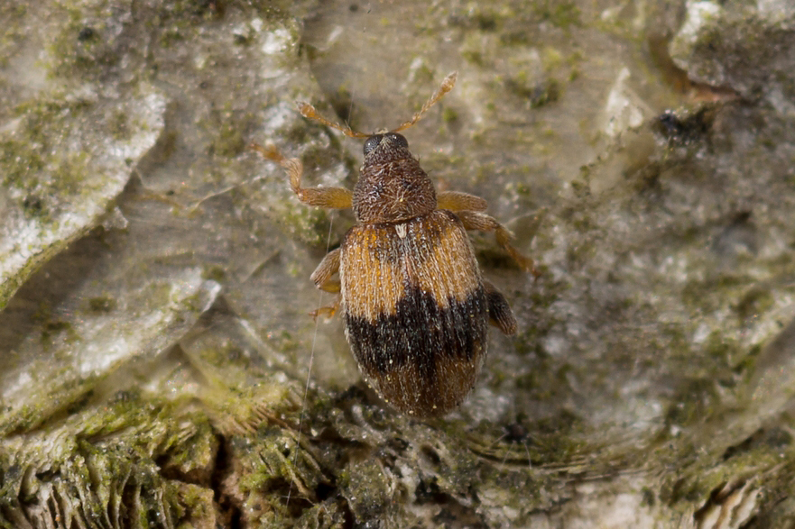 Rhynchaenus xylostei. Владимиров Николай