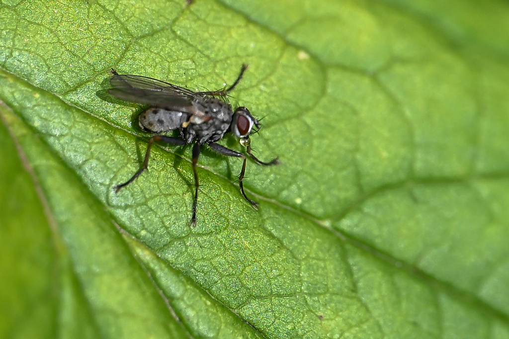 Coenosia tigrina. Балаев А.Н.
