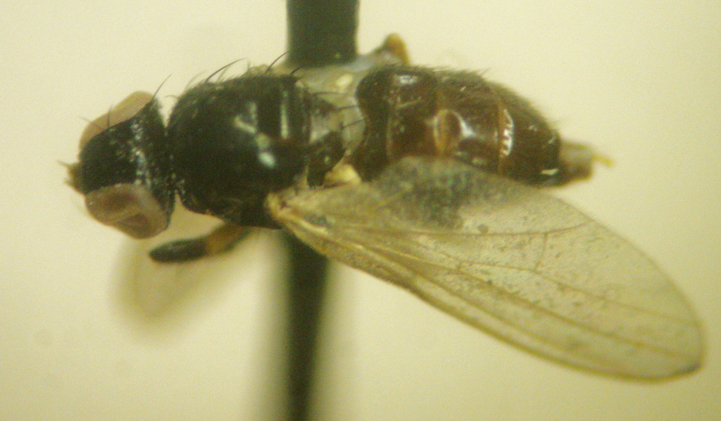 Protopiophila latipes. Константин